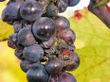 2006-10-21_16-23-19_octobre_200,0mm_1_15_eme_DiMAGE A2